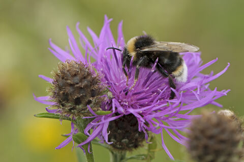 wildlifetrusts_40556801908 (1).jpg