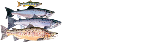 logo-new-white.png